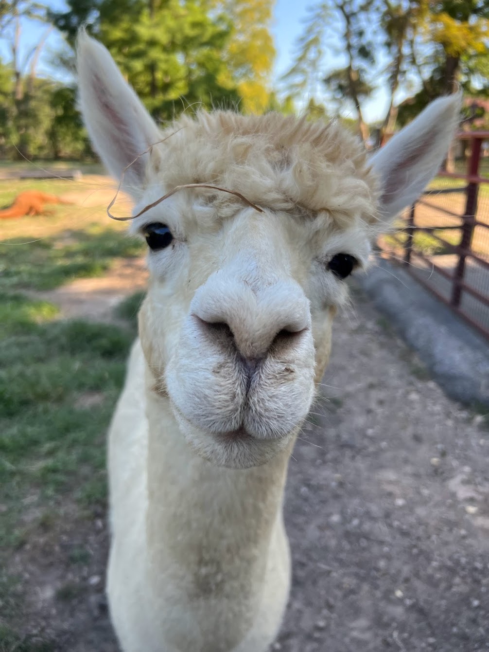 Llama St Louis